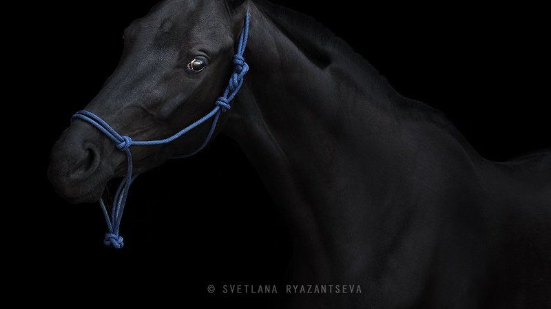 horse, black horse, black, dark, look, horses, horse head, portrait, портрет, лошадь, лошади out of darkness фото превью