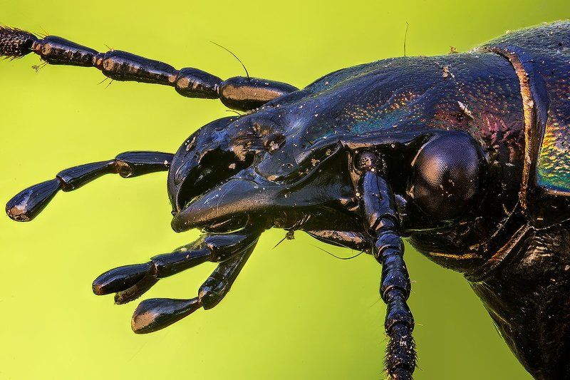 Carabidae фото превью