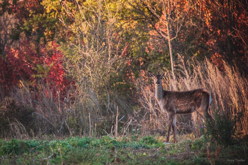 животные, лес, олень, олени, осень Осенняя фото превью