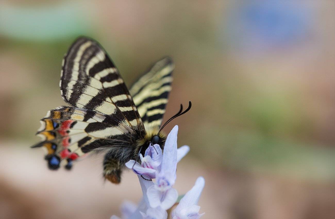 людорфия пуцило бабочка парусник, Евгений Слободской