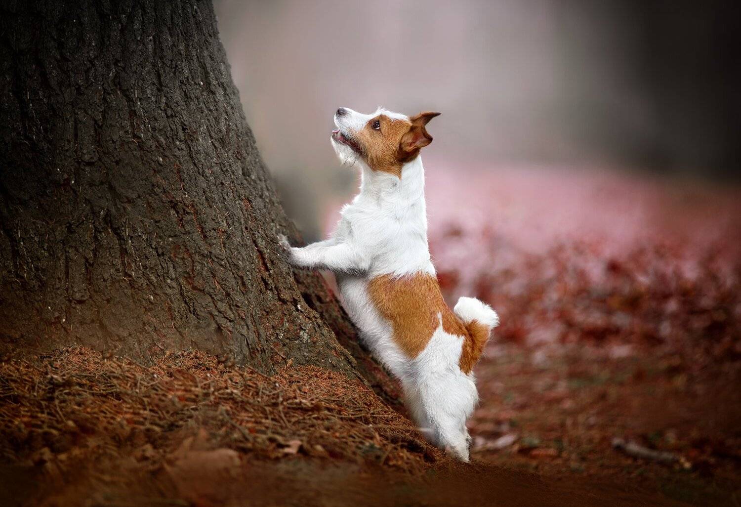 собака, осень, парк, джек рассел, Светлана Писарева