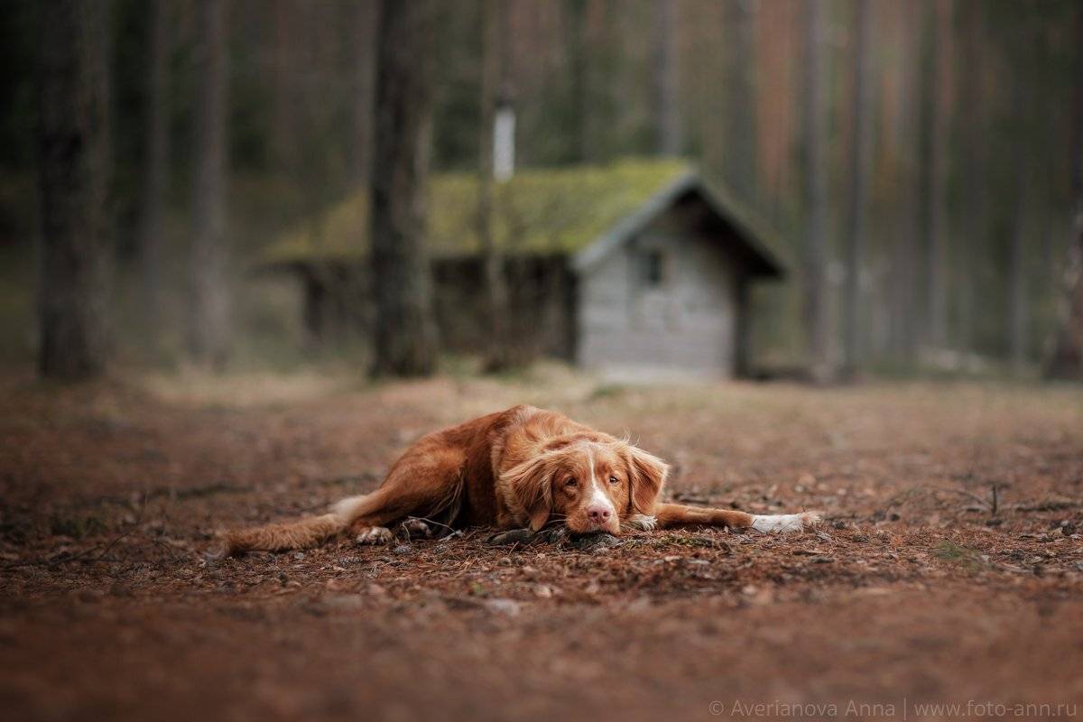 собака, природа, лес, домик, Анна Аверьянова