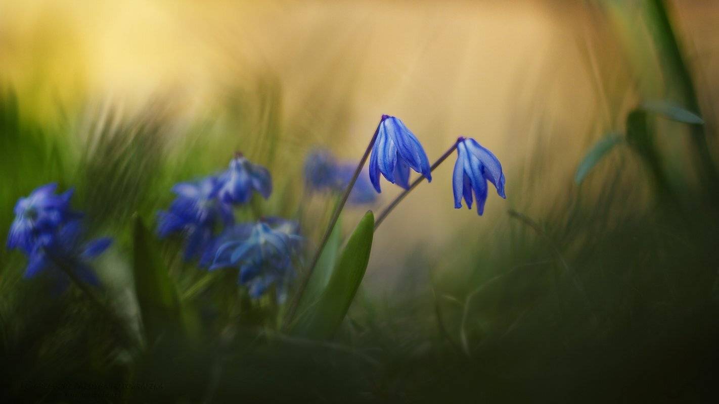 , Grzegorz