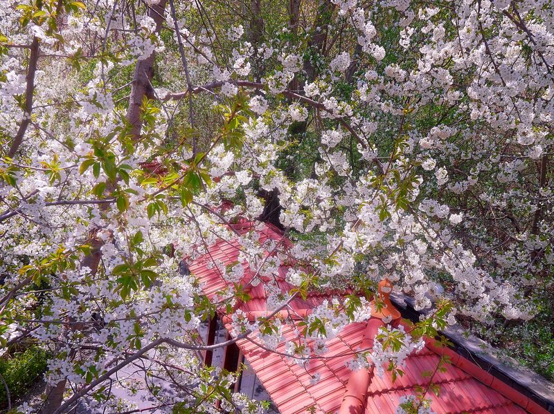 иран Цветы Ирана фото превью