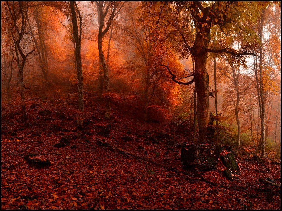 , Владимир Метцгер