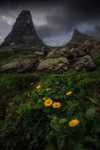 Цветы у Параболы