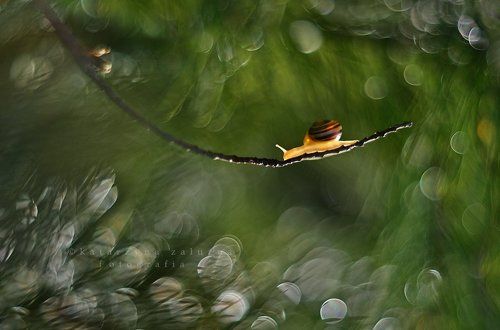 The lake of dreams
