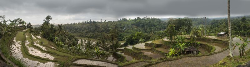 бали, остров, сказка, тропики, экзотика, индонезия Рисовые террасы фото превью