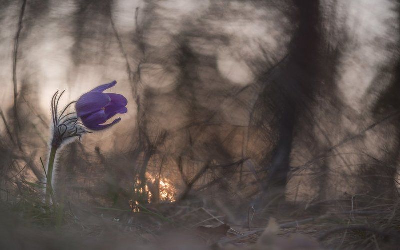 прострел *** фото превью