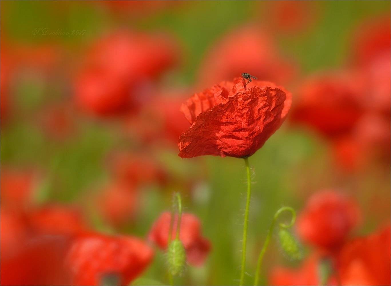 муха, весна, маки, вечер, Sergey Drobkov