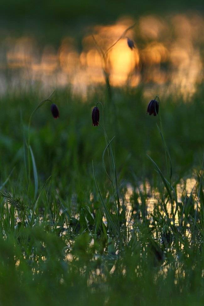 рябчик, малый, fritillaria, meleagroides, самарский лес, Sergii Markov