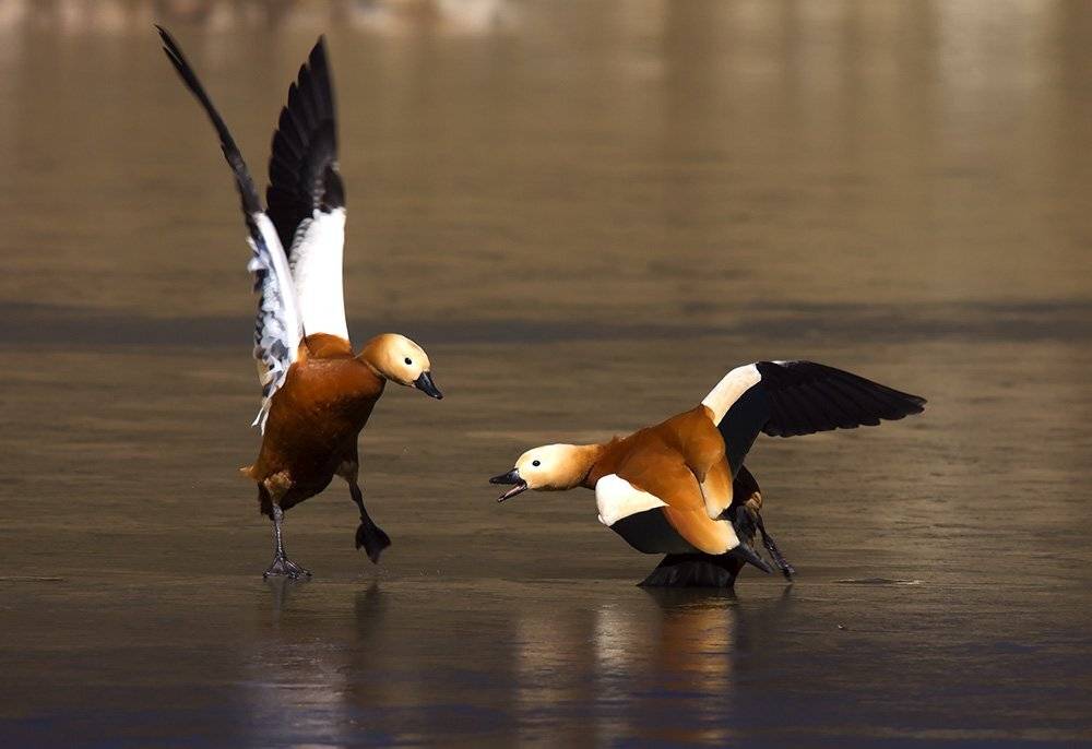 , Иваненко Светлана