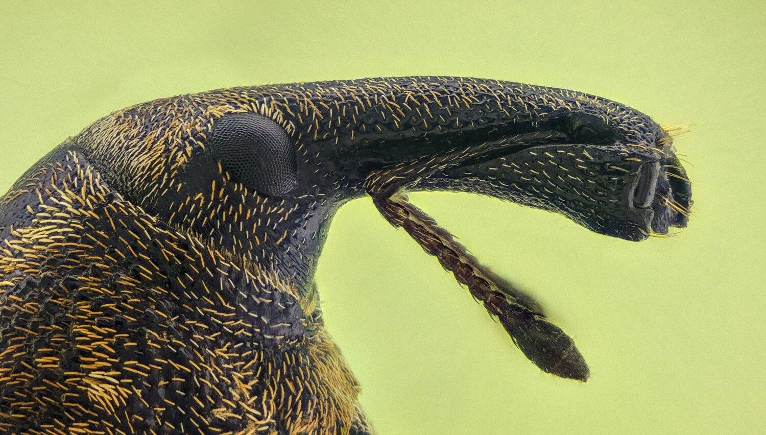 ceclii,macro,lgg4, extremmacro,  макро, Tsvetan Ganev