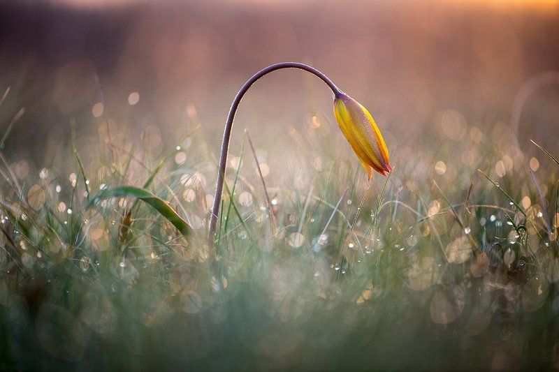 цветы,цветок,макро,растения,природа,тюльпан,flowers,flower,plants,tulips,macro Тюльпаны фото превью