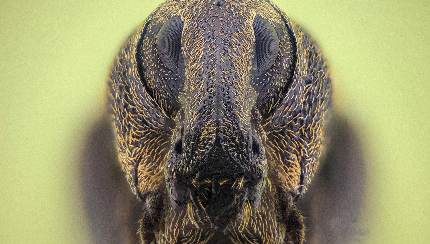 ceclii,macro,lgg4, extremmacro,  макро, Tsvetan Ganev