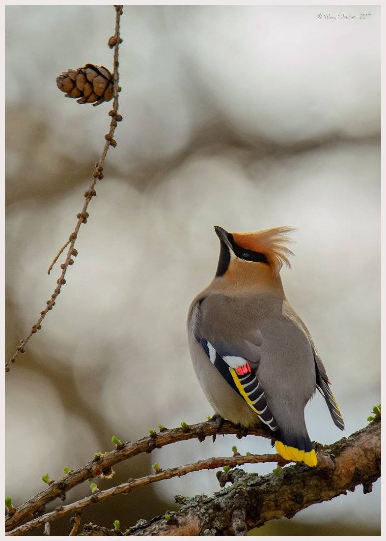 , Валерий Субачев