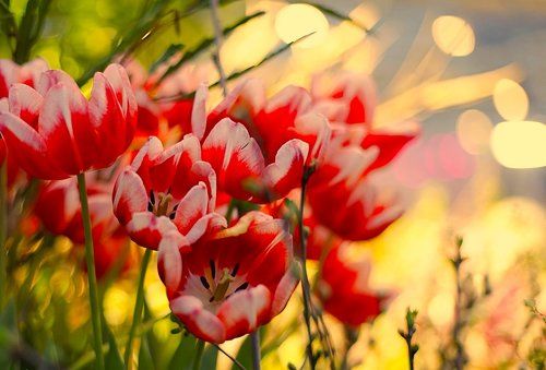 Flaming Tulips