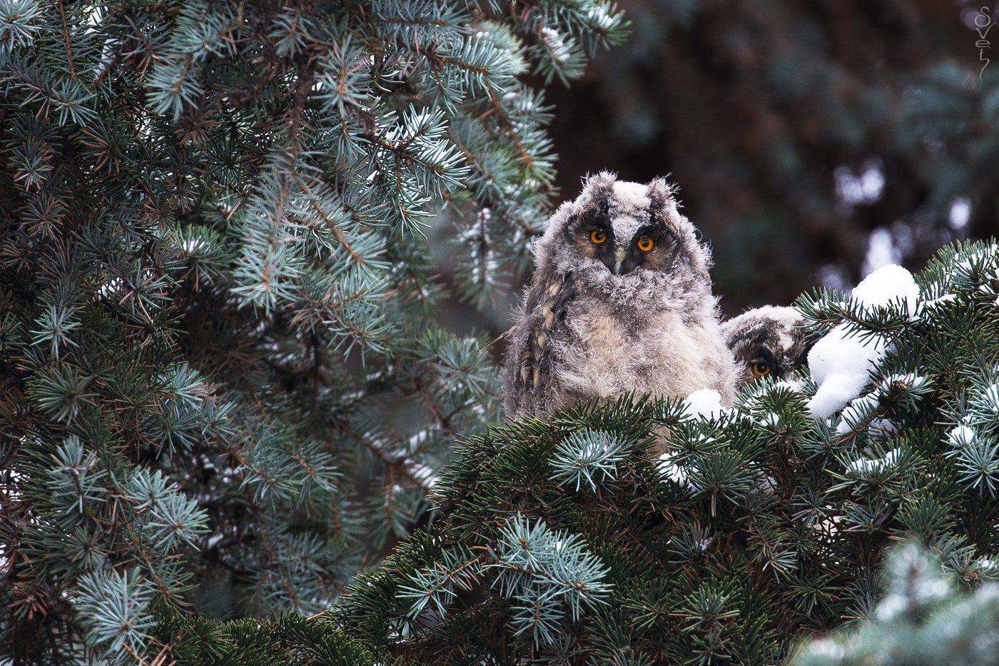 малыши ушастой совы, svet