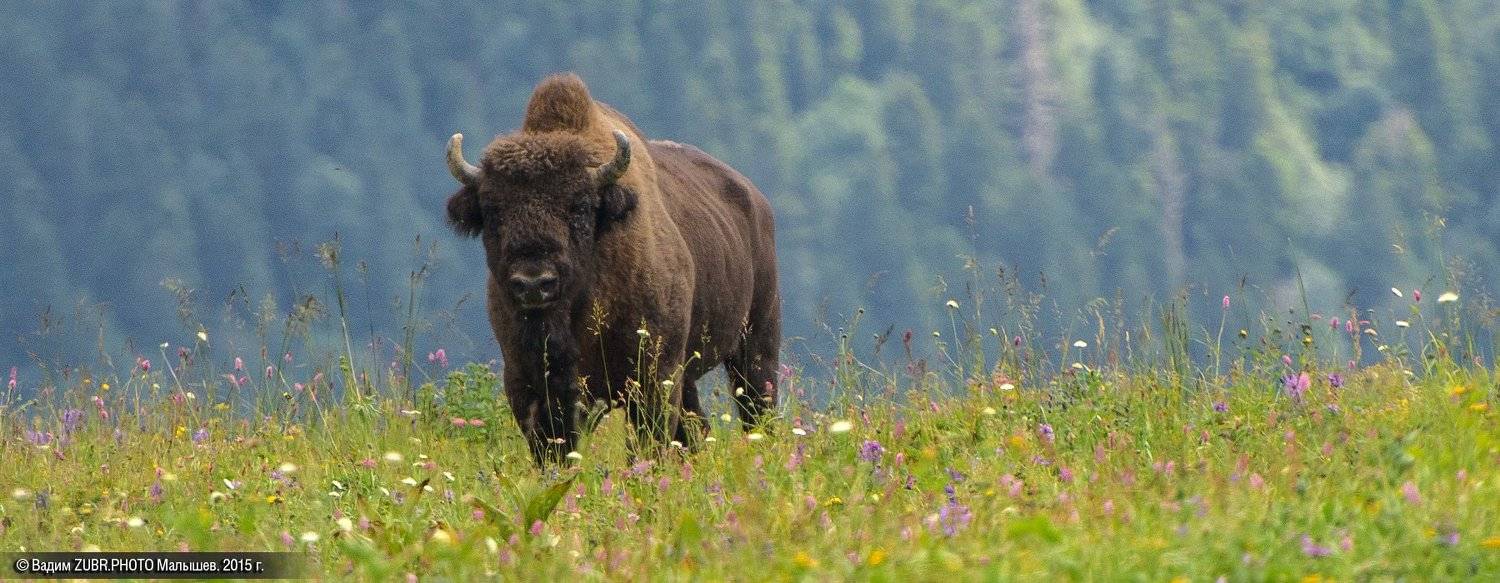 зубр,, Вадим ZUBR Малышев