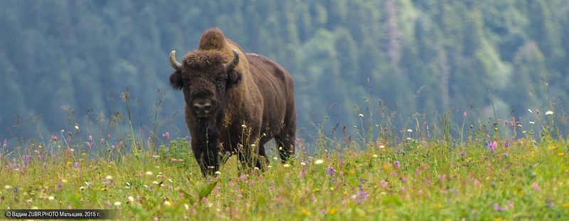 зубр, Хозяин фото превью