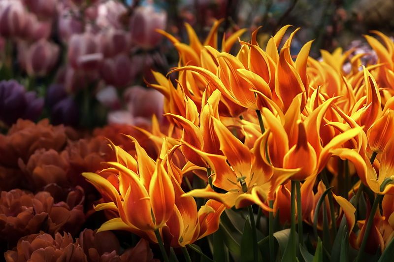 Салют Весне! фото превью