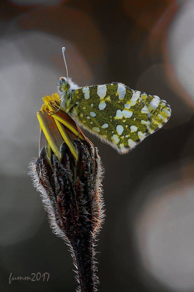 , Игорь ФУММ