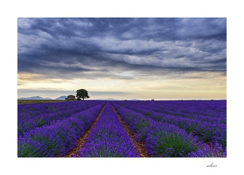 provence Lavender field фото превью