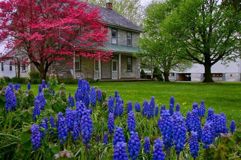Spring at the Farm фото превью