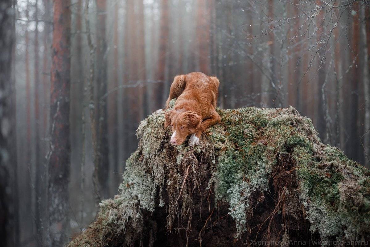 собака, лес, природа, Анна Аверьянова