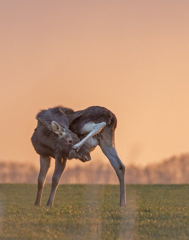 Лось фото превью