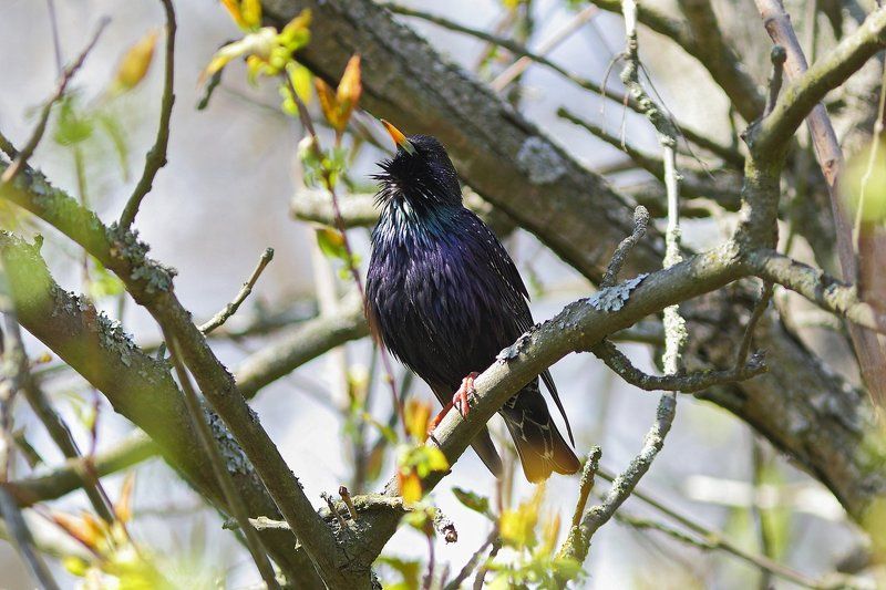 скворец, sturnus, vulgaris, самарский лес Ныряльщик на просушке фото превью