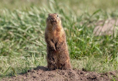 Работничек.