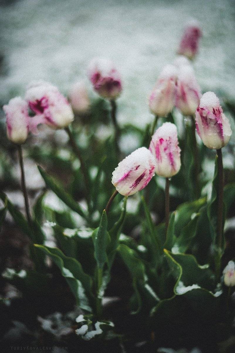 крым, Юрий Коваленко