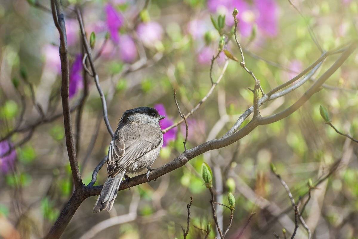 синица гаичка, приморский край, весна, птицы, Шинкарева Елена
