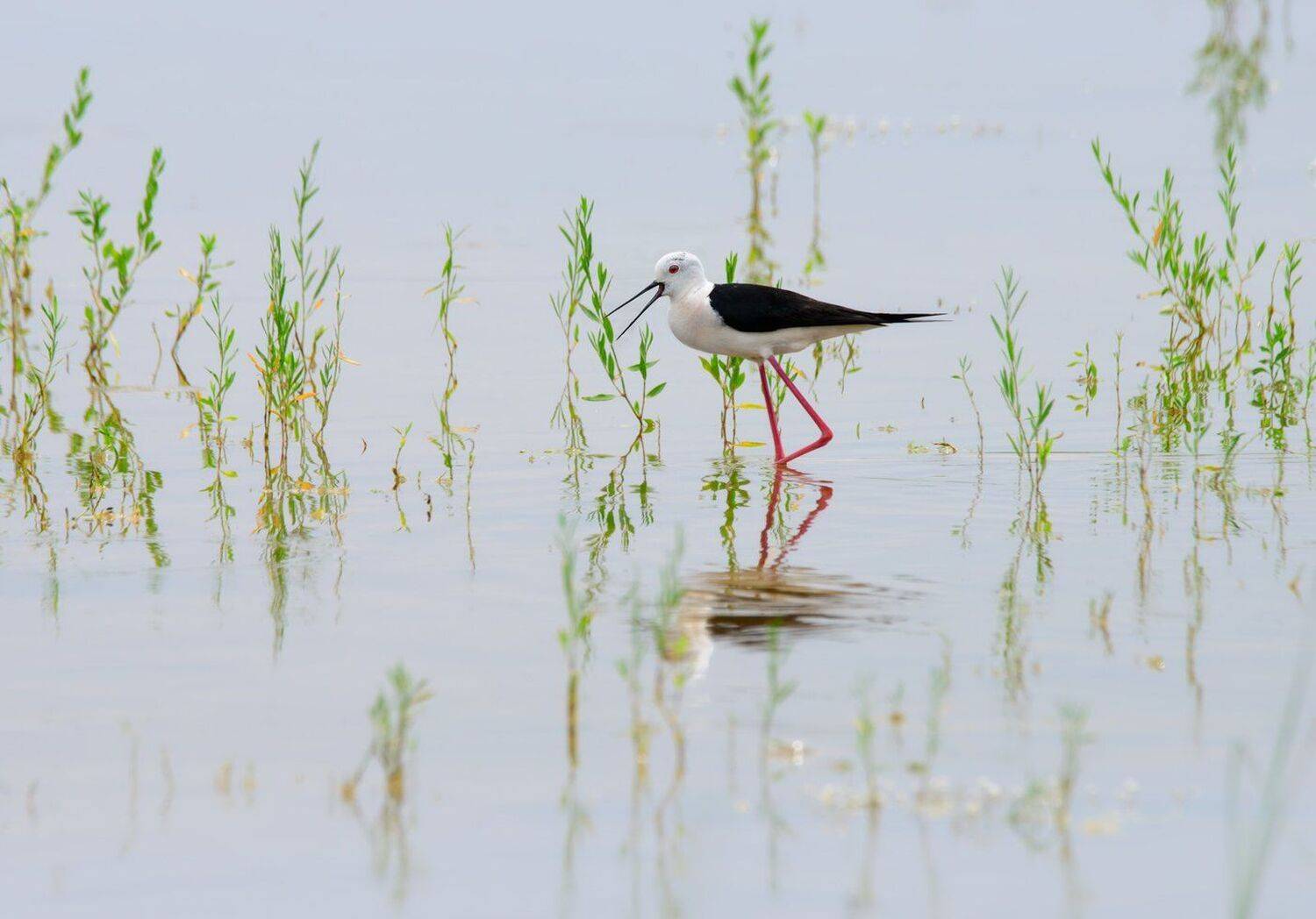 калмыкия, кулик, Mashin Rostislav