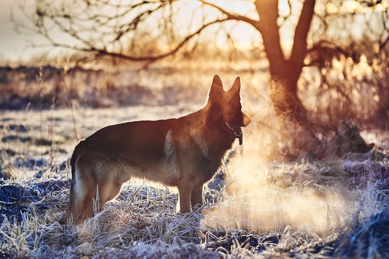 *** фото превью