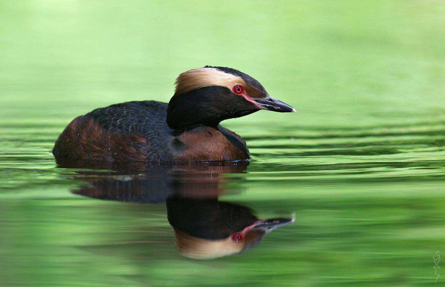 красношейная поганка, svet