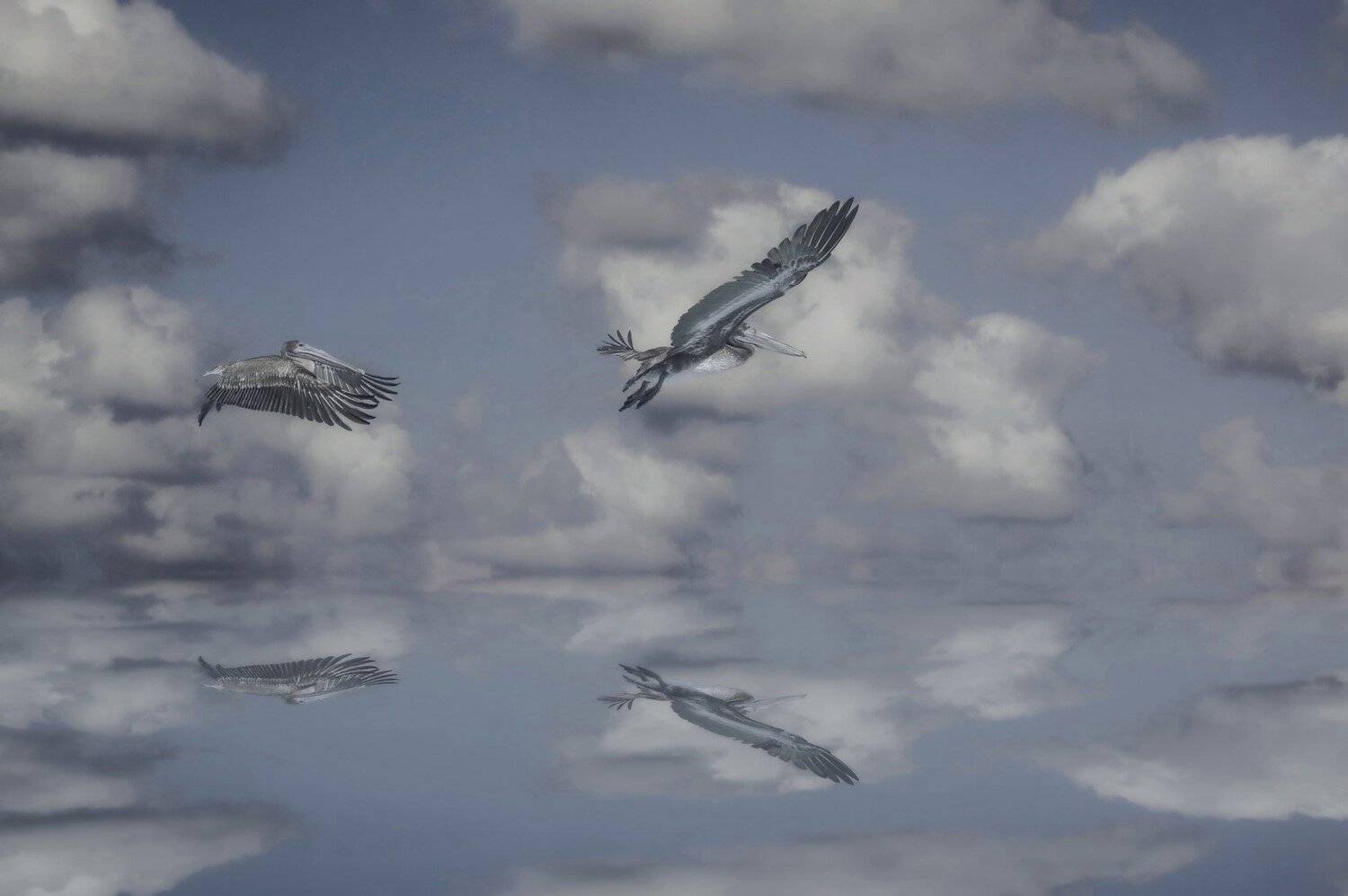 birds,animals,cuba,cayo guillermo,, Jacek