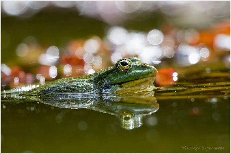 озёрная лягушка, pelophylax ridibundus Мечты... фото превью
