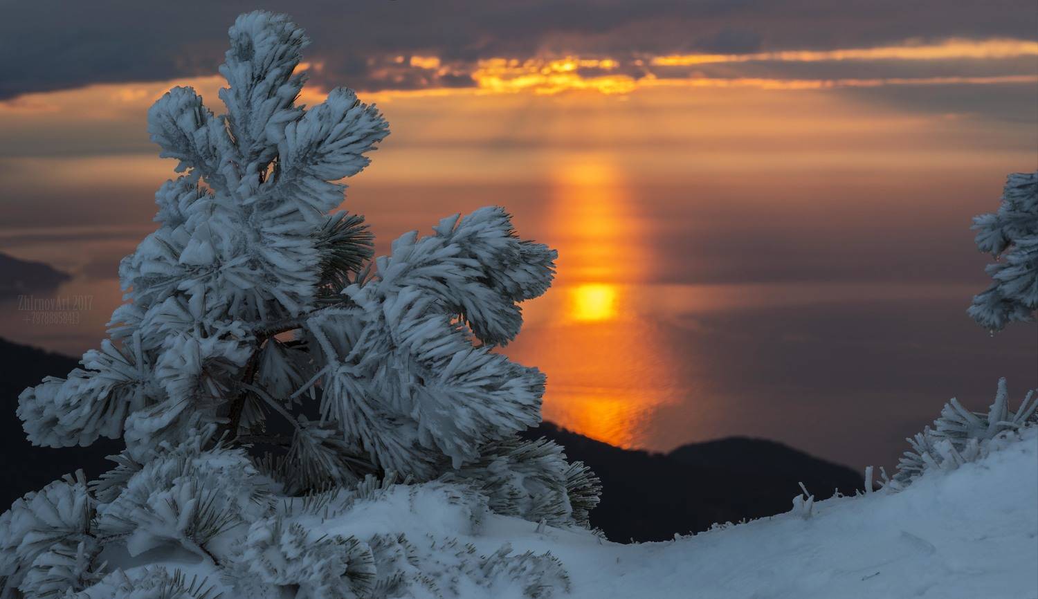снег, восход, сосны в снегу,утро, Илья  Жирнов