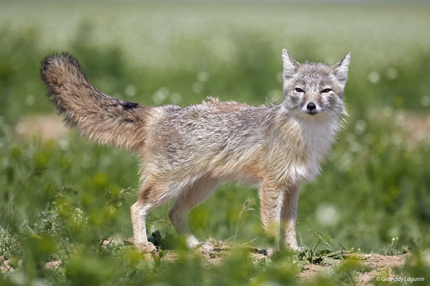степная лиса, корсак, vulpes corsac, калмыкия, Геннадий Лагунин