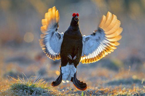 Баттерфляй