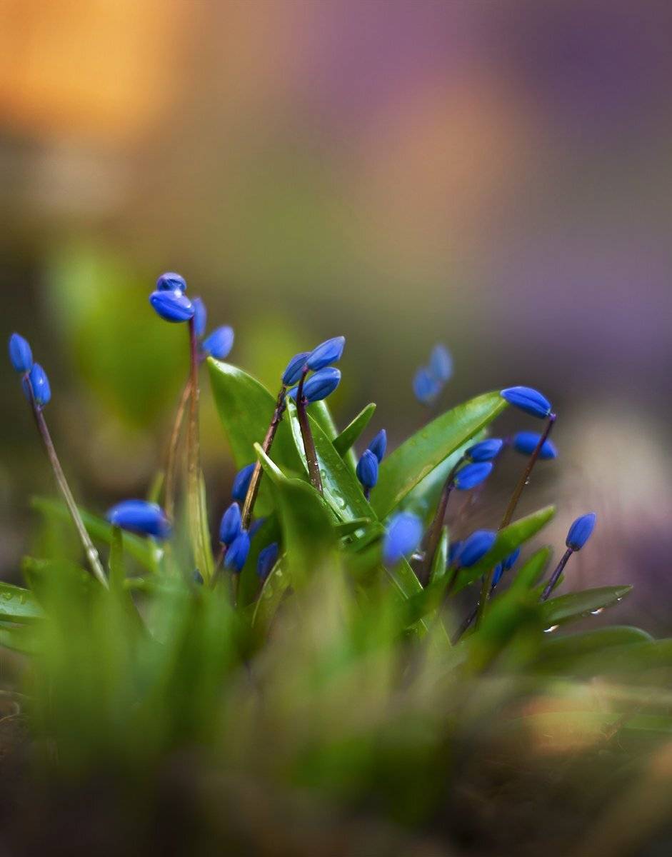 , Чернякова Анна