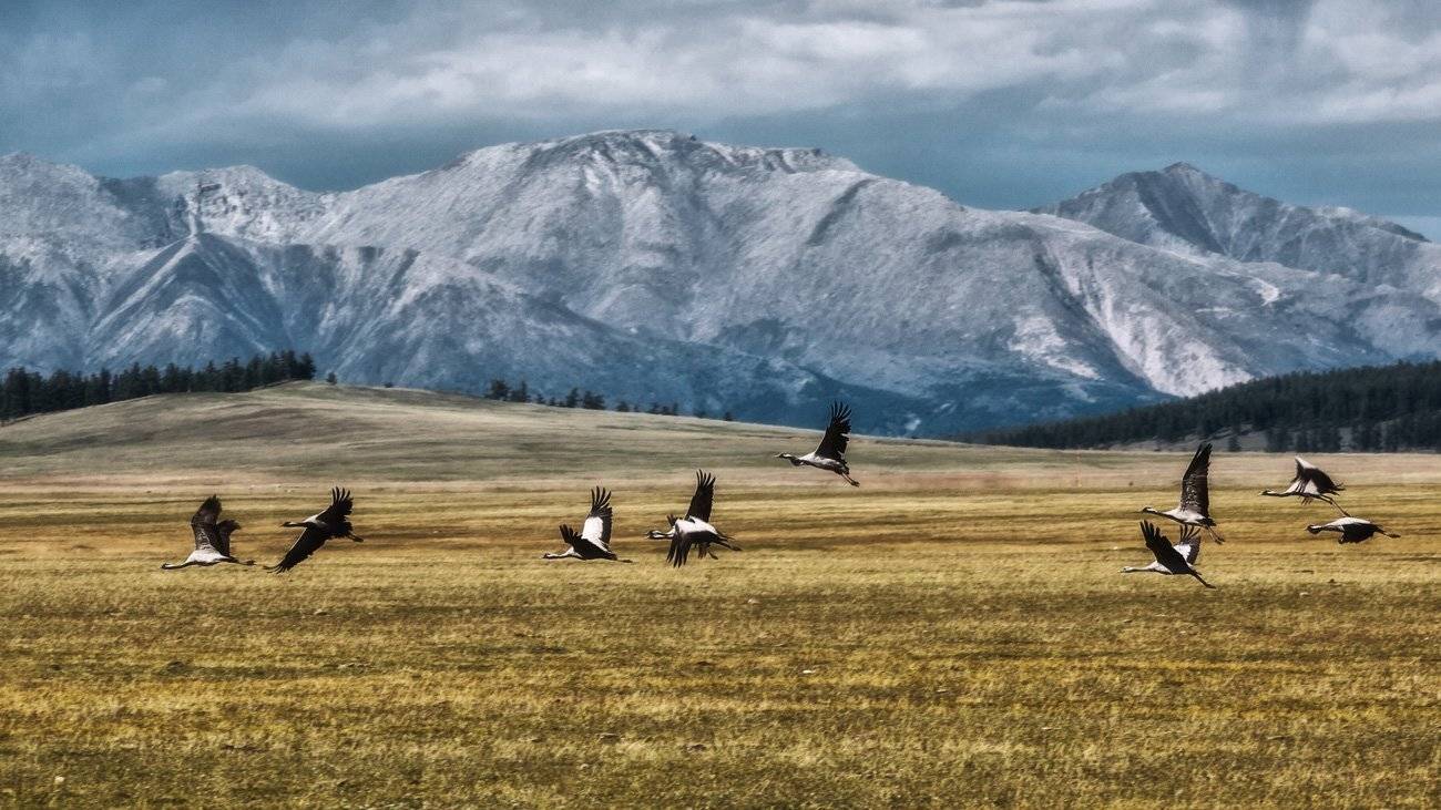 , Сергей Низовцев