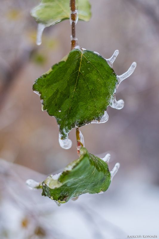 макро, листья, ветка, природа, лед, осень, macro, leaves, branch, nature, ice, autumn После ледяного дождя фото превью