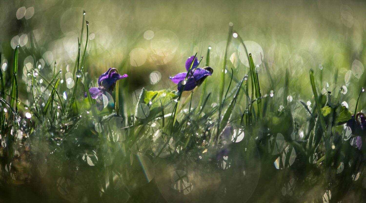 природа, макро, весна, цветы, фиалка, трава, роса, боке, Неля Рачкова