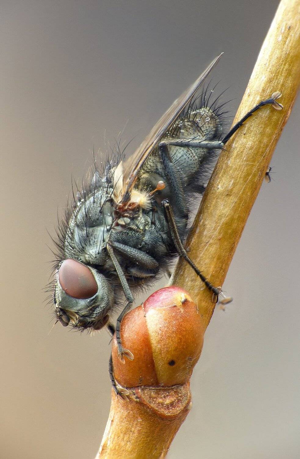 , Кузнецов Дмитрий