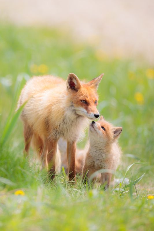 Red Fox фото превью