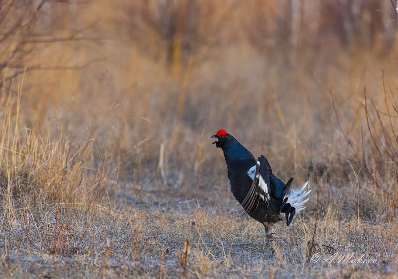 тетерев, ток, На току фото превью