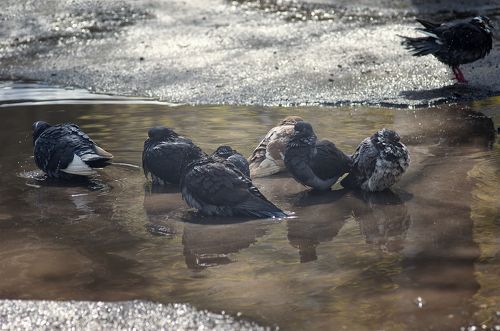 Водные процедуры ...